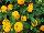 Athena Brazil: Lantana  'Yellow' 