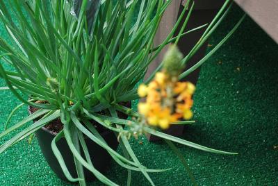 Bulbine Athena 'Compact Orange'