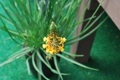 Bulbine Athena 'Compact Orange'