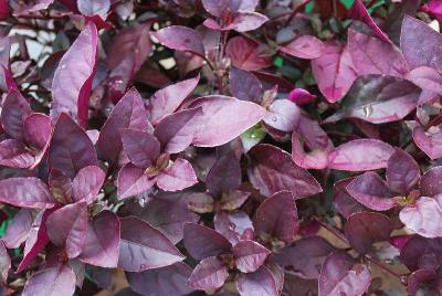 Alternanthera  'Little Ruby'