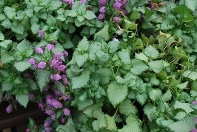 Lami Lamium Mega Purple 