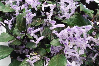 Plectranthus  'Brazilian Purple'