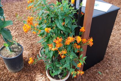 Senecio  'Orange'