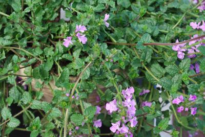 Stachys  'Tintinara'