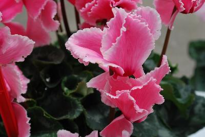 Cyclamen Halios® 'Curly® Flame Mix'