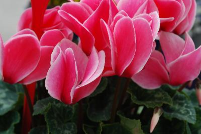 Halios® Cyclamen Salmon Flame 