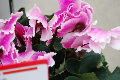 Cyclamen Halios® 'Curly® Flame Mix'