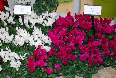 Tianis&reg; Cyclamen: Tianis&reg; 'White' and 'Purple' from Morel Diffusion as seen @ Ball Horticultural Spring Trials 2015.