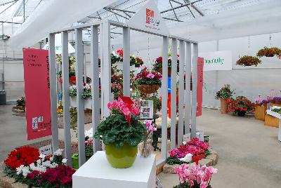 Cyclamen: Cyclamen on display from Morel Diffusion as seen @ Ball Horticultural Spring Trials 2015.