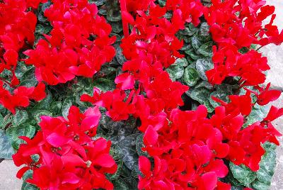 Cyclamen Halios® 'Scarlet Red'