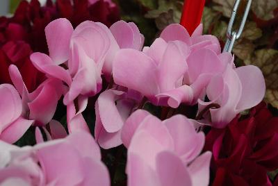 Cyclamen Metis® 'Rose Aquarel'