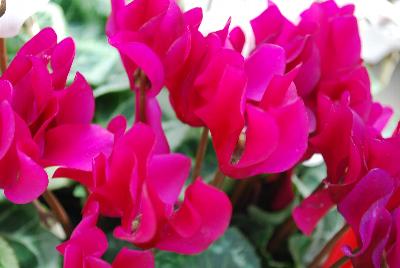 Morel Diffusion: Metis® Cyclamen Purple Evolution 