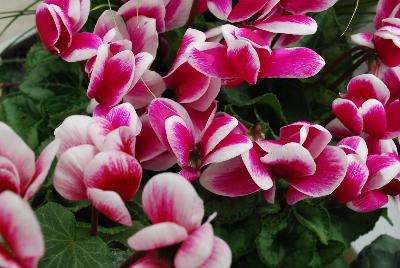 Halios® Cyclamen Fantasia® Purple Silverleaf 