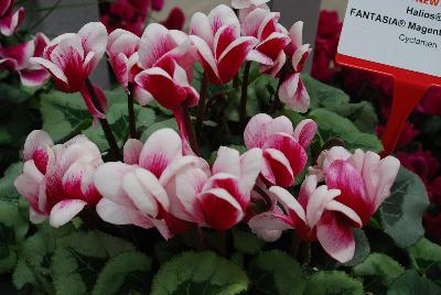 Morel Diffusion: Halios® Cyclamen Fantasia® Magenta Silverleaf 