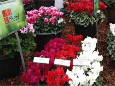 Cyclamen on Display: Morel Diffusion featuring a full compliment of cyclamen during the Plug Connection cyclamen trials, 2013.