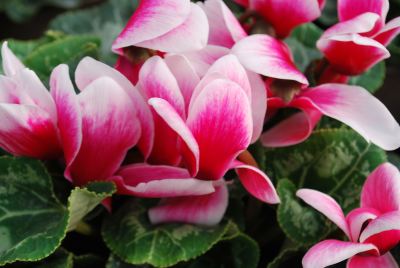 Halios® Fantasia® Cyclamen Deep Rose 