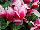Morel Diffusion: Cyclamen  'Deep Rose' 