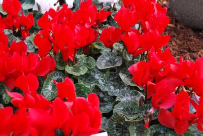 Premium Cyclamen Bright Red Evolution 