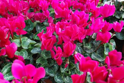 Cyclamen Tianis® 'Purple'