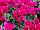 Morel Diffusion: Cyclamen  'Purple' 