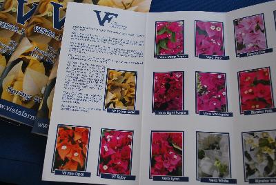 Seen @ Spring Trials 2016.: From Vista Farms Spring Trials @ Speedling, 2016:  Your Bougainvillea Liner Source, featuring a brochure of varieties available including Vera 'Deep Purple', 'Pink', 'Light Purple', 'Variegata', 'Lynn', 'White'; VP 'Topaz Gold', 'Fire Opal', 'Ruby'; Rijnstar 'Lila', 'Pink' and 'White'.  More @ VistaFarms.com