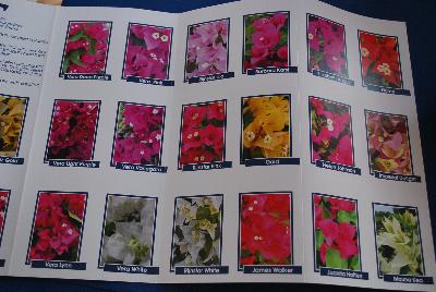 Seen @ Spring Trials 2016.: From Vista Farms Spring Trials @ Speedling, 2016:  Your Bougainvillea Liner Source, featuring a brochure of varieties available including Vera 'Deep Purple', 'Pink', 'Light Purple', 'Variegata', 'Lynn', 'White'; VP 'Topaz Gold', 'Fire Opal', 'Ruby'; Rijnstar 'Lila', 'Pink' and 'White'.  More @ VistaFarms.com