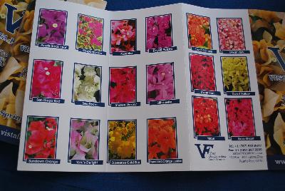 Seen @ Spring Trials 2016.: From Vista Farms Spring Trials @ Speedling, 2016:  Your Bougainvillea Liner Source, featuring a brochure of varieties available including Vera 'Deep Purple', 'Pink', 'Light Purple', 'Variegata', 'Lynn', 'White'; VP 'Topaz Gold', 'Fire Opal', 'Ruby'; Rijnstar 'Lila', 'Pink' and 'White'.  More @ VistaFarms.com