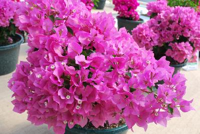 Bougainvillea Vera 'Pink'