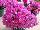 Vera Bougainvillea Pink 