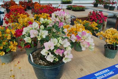 RijnPlant  Bougainvillea  : From Vista Farms Spring Trials 2016 @ Speedling: A  display of the varied Bougainvillea available.