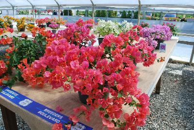 RijnPlant  Bougainvillea  : From Vista Farms Spring Trials 2016 @ Speedling: A  display of the varied Bougainvillea available.