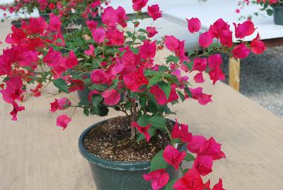 RijnPlant  Bougainvillea  : From Vista Farms Spring Trials 2016 @ Speedling: A  display of the varied Bougainvillea available.