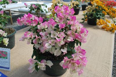RijnPlant  Bougainvillea  : From Vista Farms Spring Trials 2016 @ Speedling: A  display of the varied Bougainvillea available.