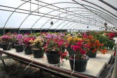 Seen @ Spring Trials 2016.: On display at Vista Farms Spring Trials 2016 @ Speedling: a sea of colorful bougainvillea from the industry leader in this great product.