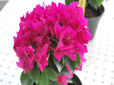 Bougainvillea Vera 'Deep Purple'