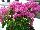 Vera Bougainvillea Pink 