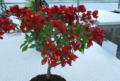 Bougainvillea  'Ruby'