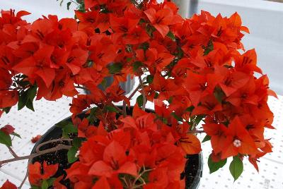  Bougainvillea Flame 