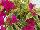 Vera Bougainvillea Variegated 