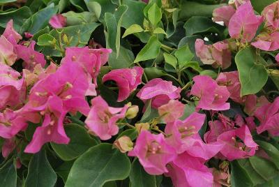 Bougainvillea Vera 'Pink'