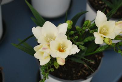 Lovely Freesia hybrida White 