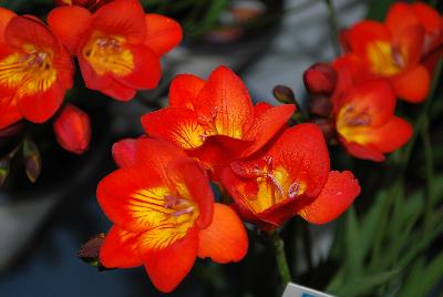  Freesia hybrida Wall Street 