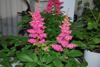  Astilbe Drum & Bass 