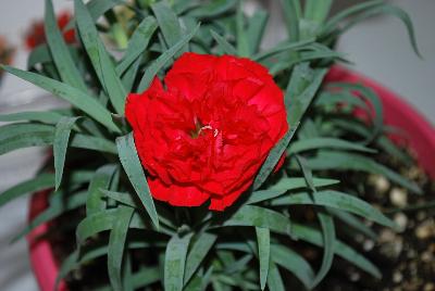 Dianthus Flow 'Crane Beach'