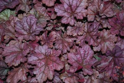 Heuchera Kira™ 'Jersey'