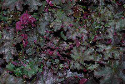 Heuchera  'Can Can'