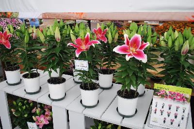   Oriental Lily  Starlight Express: On display at Flamingo Holland @ GroLink, Spring Trials 2016.  Stunning, bold, large-flowered, fragrant specimens on display.