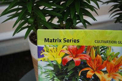Seen @ Spring Trials 2016.: On display at Flamingo Holland @ GroLink, Spring Trials 2016.  Outstanding color selection with varieties available for all pot sizes. Short grow time, compact habit and an endless number of combination possibilities.