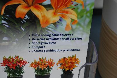 Seen @ Spring Trials 2016.: On display at Flamingo Holland @ GroLink, Spring Trials 2016.  Outstanding color selection with varieties available for all pot sizes. Short grow time, compact habit and an endless number of combination possibilities.