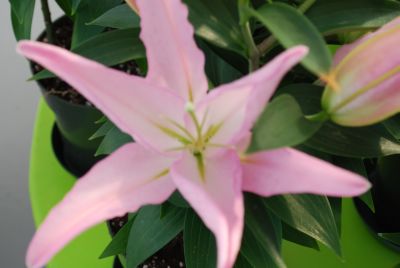 Flamingo Holland, Inc. USA: Asiatic Lily Acoustic Pink 